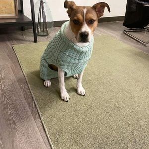 Boots & Barkley Dog or Cat Sweater Pet Apparel Mint Green Up to 20 lbs Sz Small